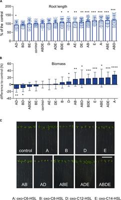 Impact of Quorum Sensing Molecules on Plant Growth and Immune System